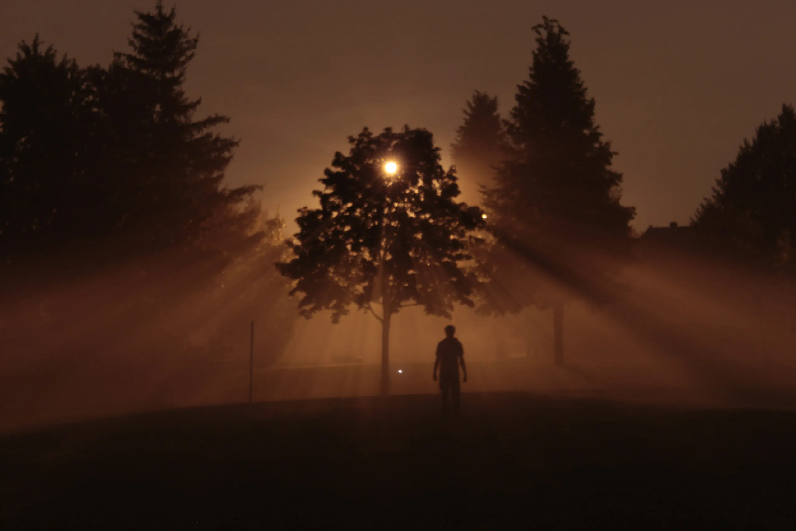 A lone figure stands beneath trees as beams of light cut through the mist.